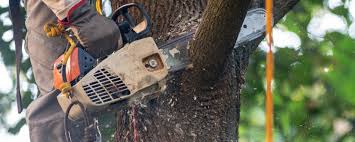 Best Tree Preservation Services  in Twin Lakes, CA