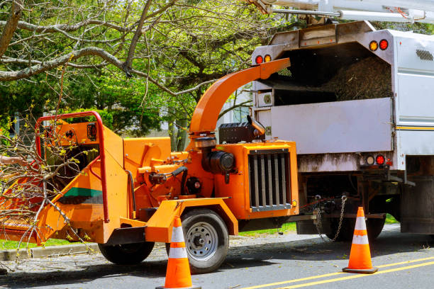Best Tree Cabling and Bracing  in Twin Lakes, CA