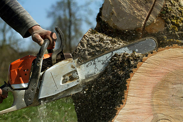 Best Tree Trimming and Pruning  in Twin Lakes, CA
