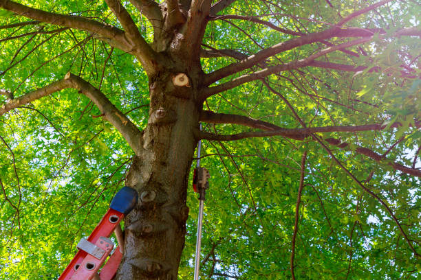 Best Tree Risk Assessment  in Twin Lakes, CA